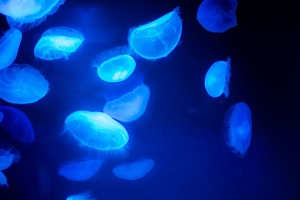水母 蓝色 海底世界 4k壁纸 3840x2160