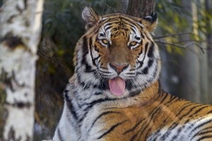 老虎 突出的舌头 大猫 捕食者 动物 4k壁纸 3840x2160