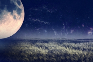 浪漫情人节美丽星空花朵背景banner