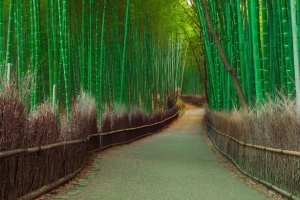 竹林,道路,栅栏,风景图片