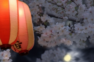 黑色樱花灯笼背景