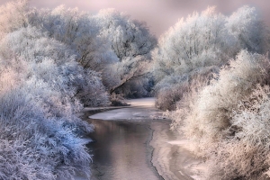 冬天,树木,河流,自然雪景图片