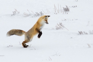 狐狸 有趣 捕食者 雪地 4k壁纸 3840x2160