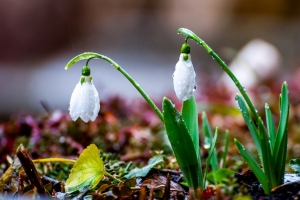 雪花莲图片