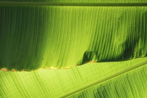 树叶 绿色 植物 宏观 绿色 4k壁纸 3840x2160