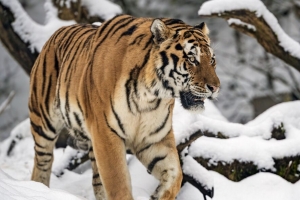 老虎 运动 捕食者 大猫 冬天 雪 4k壁纸 3840x2160