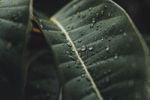 叶子 水滴 雨 植物 宏观 4k壁纸 3840x2160