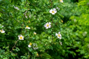 玫瑰果 灌木 花 开花 植物 4k壁纸 3840x2160