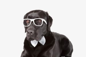 戴眼镜的黑色狗