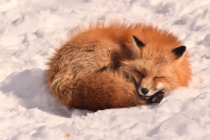 狐狸 睡眠 动物 雪地 4k壁纸 3840x2160