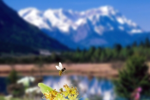 蜂蜜自然背景