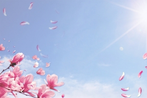 樱花节阳光景色蓝天阳光蓝banner