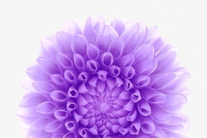 唯美紫色清新花圈