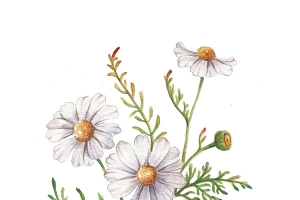 手绘洋甘菊