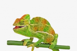 绿色树枝蜥蜴