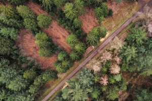 道路 树木 自然 鸟瞰 4k壁纸 3840x2160