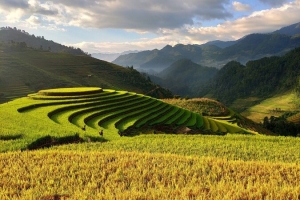 绿色金黄色梯田全景