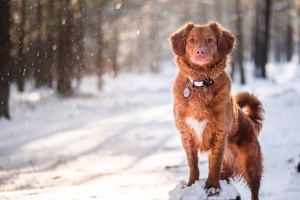 金毛寻回犬 狗 宠物 动物 棕色 雪地 4k壁纸 3840x2160