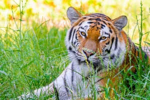 老虎 大猫 捕食者 野生 草 4k壁纸 3840x2160