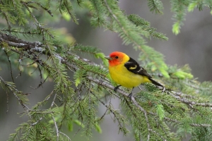  tanager 鸟 羽毛 明亮 树枝 针 4k壁纸 3840x2160