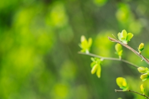 春天绿色树叶 树芽护眼3440x1440带鱼屏壁纸