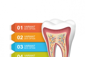 牙齿数据图