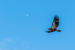 鹰 鸟 天空 飞行 野生动物 4k壁纸 3840x2160