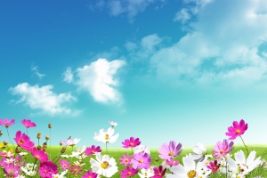 甘菊花,白色的粉红色的,绿色草地,天空,风景图片