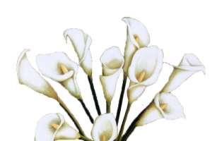 玻璃花瓶中的白色海芋花