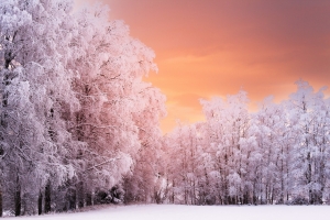 冬天,树木,雪景,自然风景图片