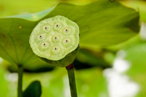 莲花池 莲心 莲叶 水生植物 护眼4K壁纸