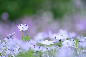 白色的花,紫色淡紫色的花背景图片