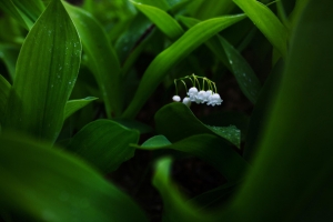 美丽绿色植物桌面