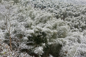 冬天竹林雪景2560x1600风景壁纸