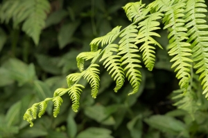 蕨类植物 叶子 树枝 植物 绿色 宏观 4k壁纸 3840x2160