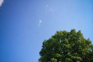 天空与树风景图片