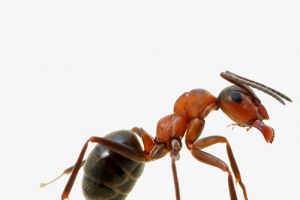 一只蚂蚁