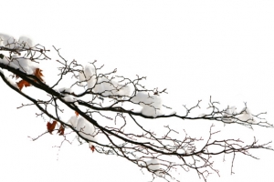 高清冬季雪花树枝