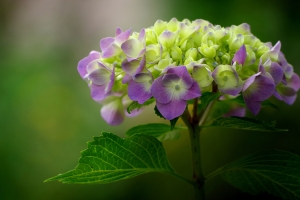 绣球花高清图片