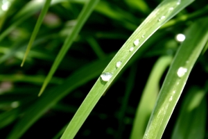 绿色植物水滴图片