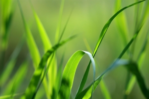 绿色植物背景图片