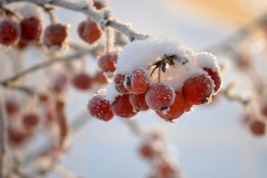 冬天 红色果实 冬季 雪 4k壁纸图片