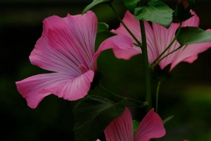 花 粉红色 泥鳅 植物 树叶 4k壁纸 3840x2160