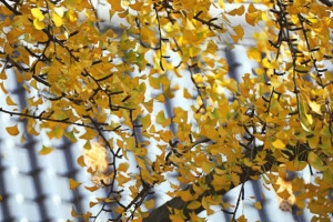 黄色银杏树叶秋天