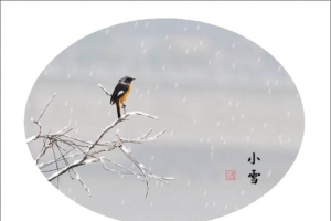 灰色小鸟小雪节气椭圆标志