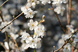 黑刺 花 花瓣 春天 模糊 4k壁纸 3840x2160