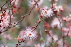 卡利安德拉 花 树枝 粉红色 4k壁纸 3840x2160