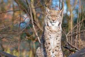 山猫 捕食者 大猫 动物 树枝 干 4k壁纸 3840x2160