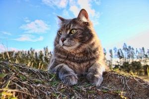 猫,夏天风景,大猫图片