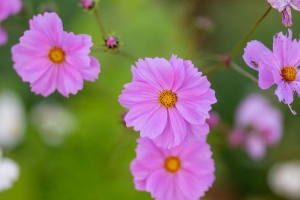 宇宙 花 花瓣 宏观 粉红色 模糊 4k壁纸 3840x2160